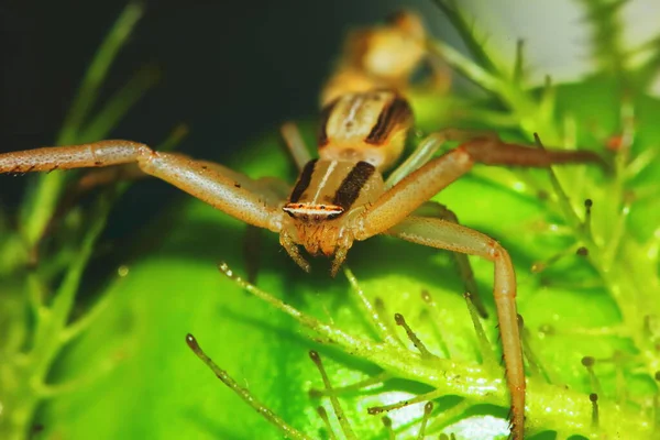 Makrofotografie Einer Springenden Spinne Auf Einer Grünen Saatpflanze Für Den — Stockfoto