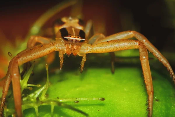 Yeşil Tohum Bitkisinin Üzerine Zıplayan Örümceğin Makro Fotoğrafı — Stok fotoğraf