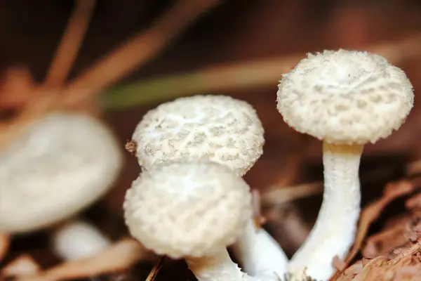 Hautnah Frische Weiße Pilze Wald Für Rohkost Und Frische Kräuter — Stockfoto