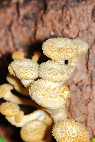 Hautnah Frische Weiße Pilze Wald Für Rohkost Und Frische Kräuter — Stockfoto