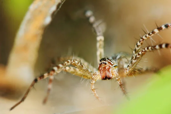 Macro Photographie Jumping Spider Sur Toile Araignée Pour Fond — Photo