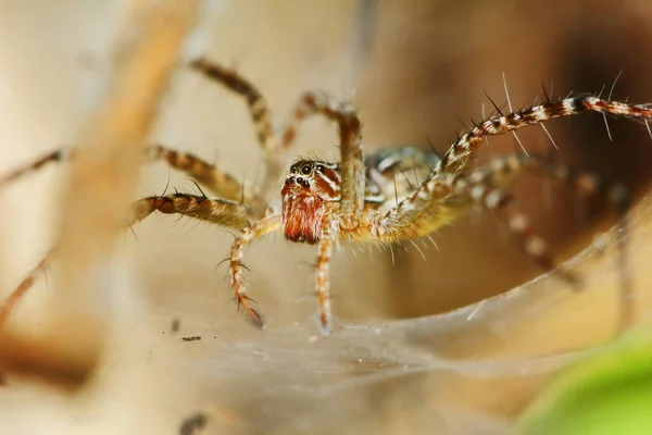 Macro Φωτογραφία Της Jumping Spider Ιστό Αράχνης Για Φόντο — Φωτογραφία Αρχείου