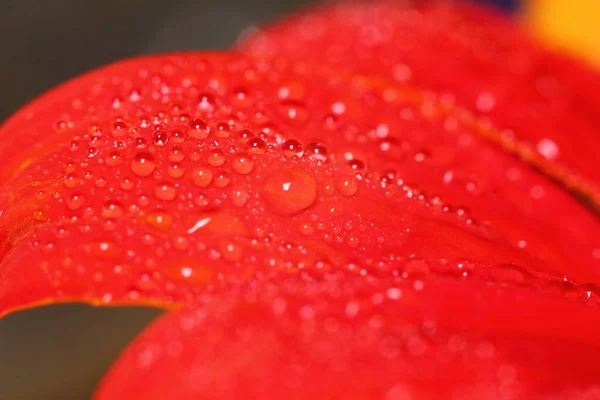 Makrotropfen Und Rote Blume Der Natur Für Schönen Hintergrund — Stockfoto