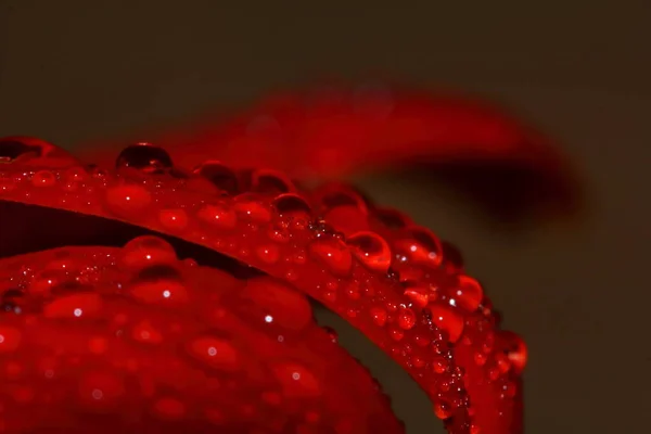 Macro Gota Flor Bonita Vermelha Natureza Para Belo Fundo — Fotografia de Stock