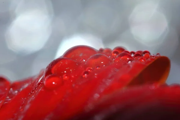 Macro Gota Rojo Hermosa Flor Naturaleza Para Hermoso Fondo — Foto de Stock