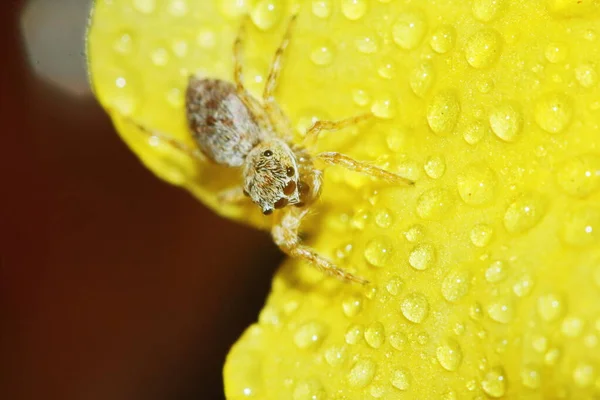 Macro Photographie Jumping Spider Sur Fond Jaune Belle Fleur Dans — Photo