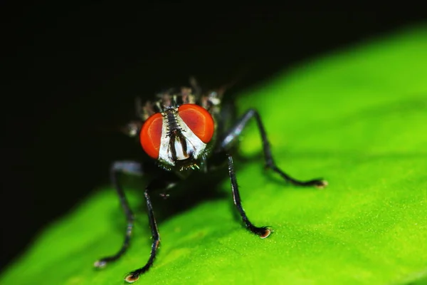 ⬇ Скачать Картинки Red Eyed Fly, Стоковые Фото Red Eyed Fly В.