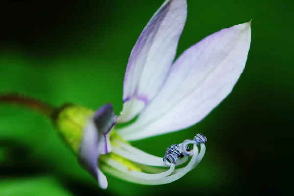 Cerrar Sesbania Javanica Flor Jardín Naturaleza Para Hermoso Fondo —  Fotos de Stock