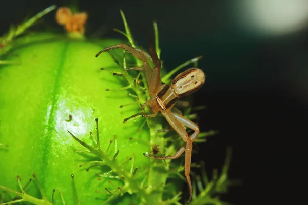 Makrofotografie Einer Springenden Spinne Auf Einer Grünen Saatpflanze Für Den — Stockfoto