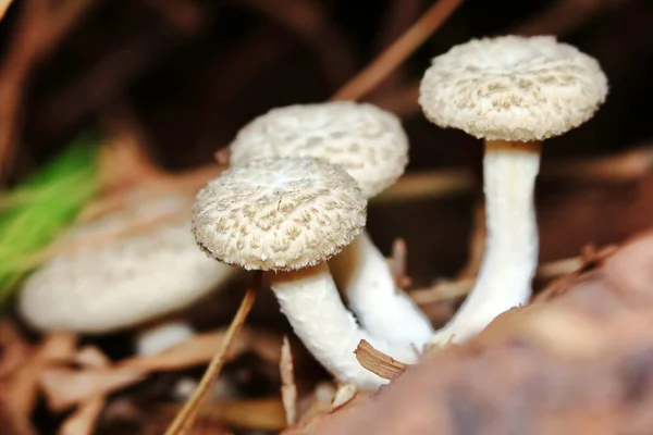 Hautnah Frische Weiße Pilze Wald Für Rohkost Und Frische Kräuter — Stockfoto