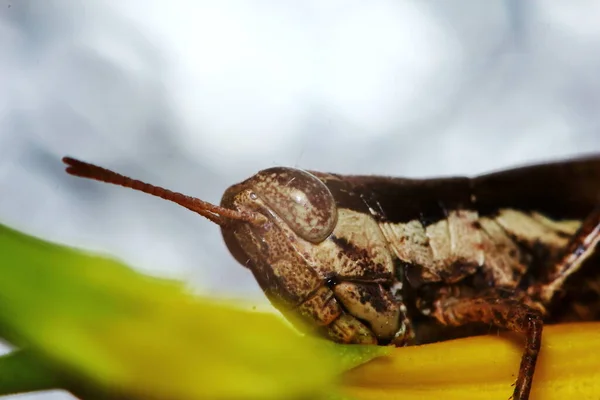 Hermoso Saltamontes Insectos Está Enmascarado Entre Hojas Verdes Soleado Para —  Fotos de Stock