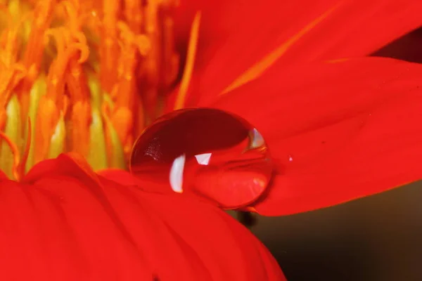 マクロドロップと美しい背景のための自然の中で赤の美しい花 — ストック写真