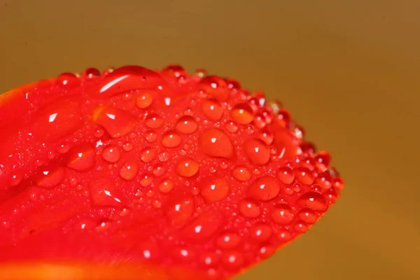 Macro Gota Flor Bonita Vermelha Natureza Para Belo Fundo — Fotografia de Stock