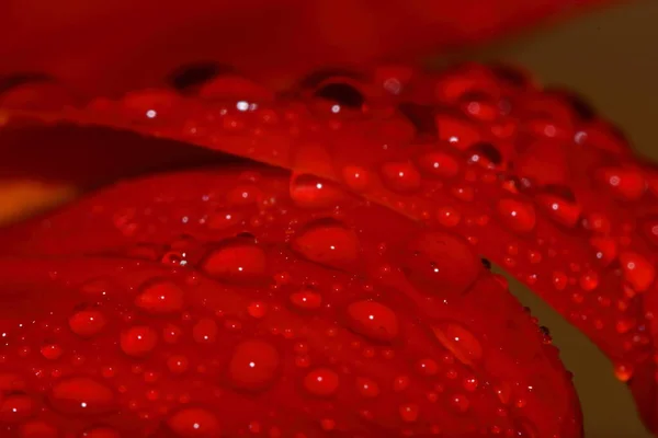 Macro Goutte Belle Fleur Rouge Dans Nature Pour Beau Fond — Photo