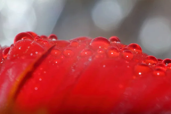 Macro Goutte Belle Fleur Rouge Dans Nature Pour Beau Fond — Photo