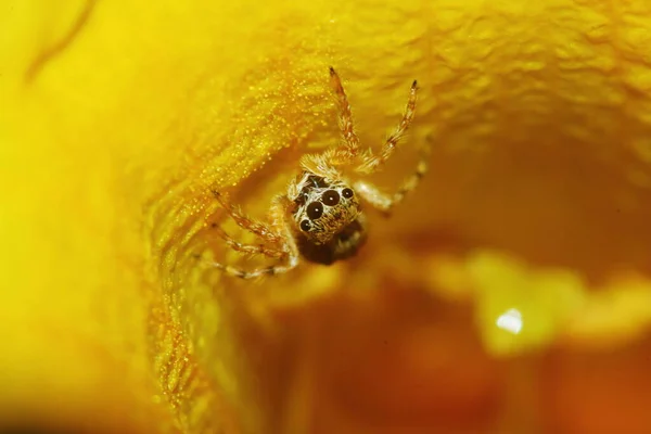 Macro Fotografie Van Springen Spider Geel Mooie Bloem Natuur Achtergrond — Stockfoto