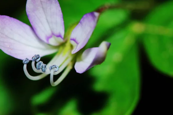 Close Λουλούδι Sesbania Javanica Στον Κήπο Της Φύσης Για Όμορφο — Φωτογραφία Αρχείου