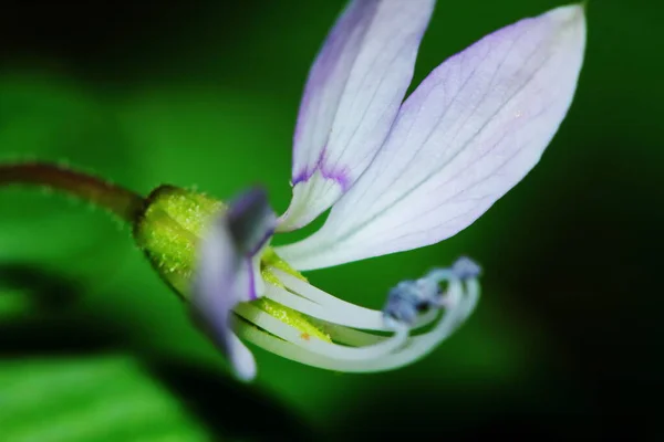 Close Λουλούδι Sesbania Javanica Στον Κήπο Της Φύσης Για Όμορφο — Φωτογραφία Αρχείου