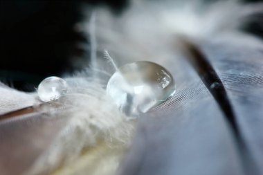 Güzel, soyut bir arka plan için tüy üzerindeki çiy tanecikleri.