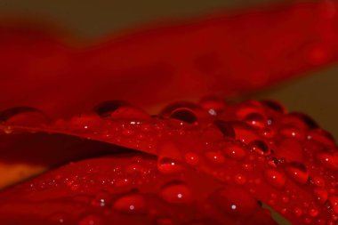 Güzel bir arka plan için doğada makro damla ve kırmızı güzel bir çiçek