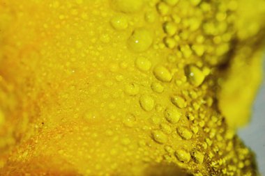 Makro damla ve sarı çiçek güzel bir arka plan için doğada