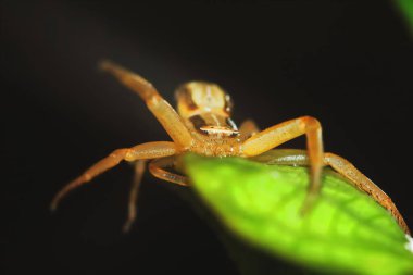 Yeşil tohum bitkisinin üzerine zıplayan örümceğin makro fotoğrafı