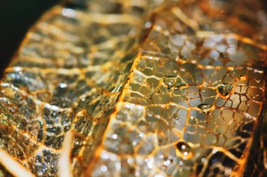 Güzel doğa arkaplanı için güzel bir tohum kabuğu.