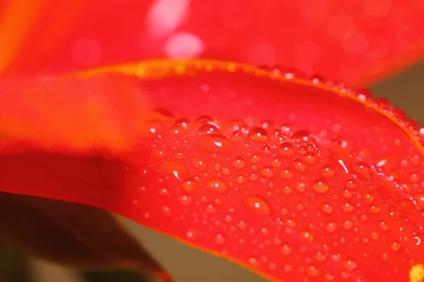 Makrotropfen Und Rote Blume Der Natur Für Schönen Hintergrund — Stockfoto