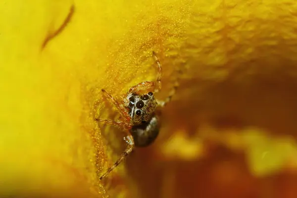 Makro Fényképezés Ugrás Pók Sárga Gyönyörű Virág Természetben Háttér — Stock Fotó