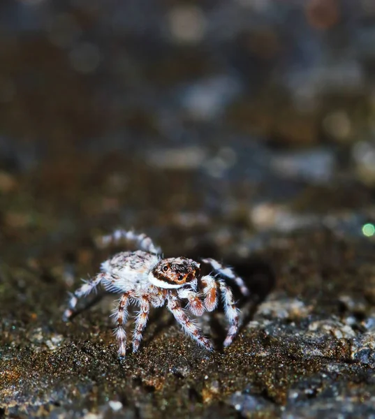 Zıplayan Örümceğin Güzel Arka Plan Için Eski Taşın Üzerindeki Makro — Stok fotoğraf