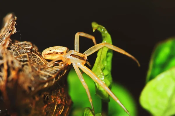 Macro Photographie Araignée Sauteuse Sur Plante Graines Vertes Pour Nature — Photo