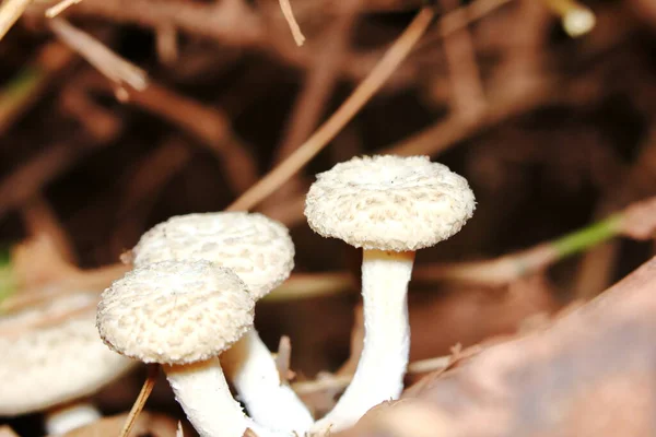 에서의 허브를 버섯을 클로즈업합니다 — 스톡 사진