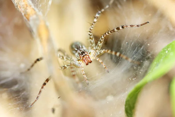 バックグラウンドのためのクモのウェブ上のジャンプスパイダーのマクロ写真 — ストック写真