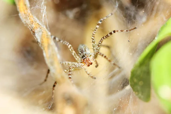 蜘蛛网上跳跃蜘蛛的宏观摄影背景 — 图库照片