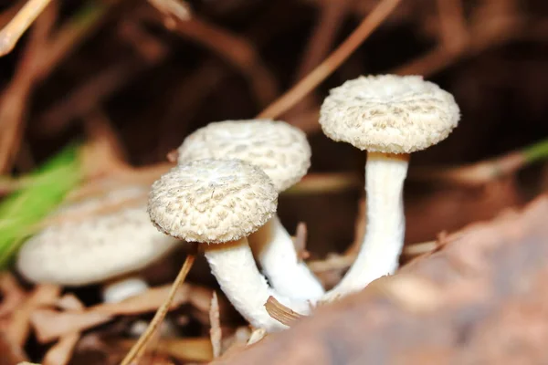 Hautnah Frische Weiße Pilze Wald Für Rohkost Und Frische Kräuter — Stockfoto