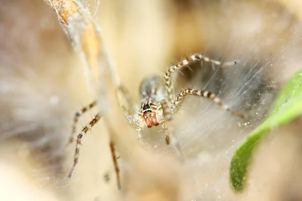 Arka Plan Için Örümcek Ağında Zıplayan Örümceğin Makro Fotoğrafı — Stok fotoğraf