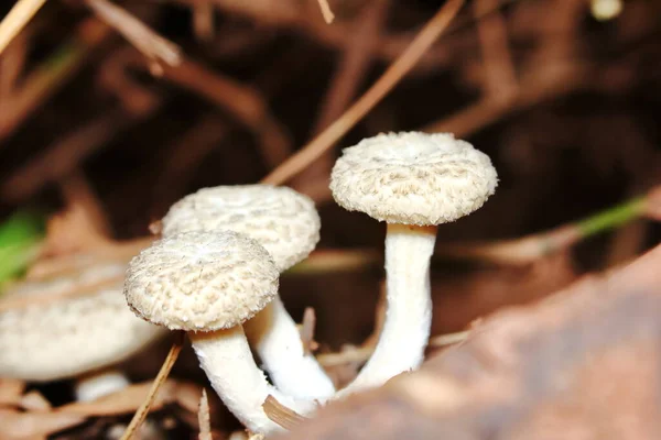 Hautnah Frische Weiße Pilze Wald Für Rohkost Und Frische Kräuter — Stockfoto