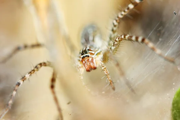 Makro Fotografi Hoppande Spindel Spindelnät För Bakgrund — Stockfoto