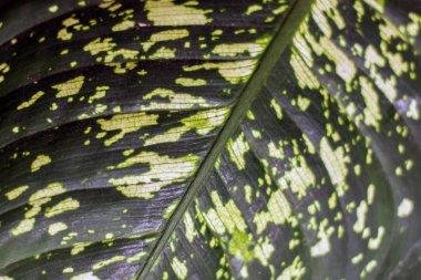 bitki arka plan yeşil yaprak