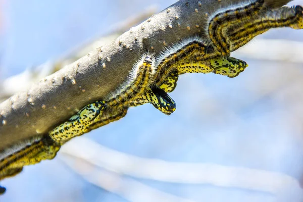 Viele Raupen auf dem Baum — Stockfoto