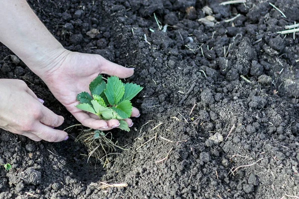 Dünya'ya çilek tesisi