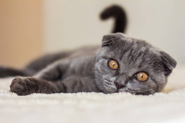 Gri kedi yavrusu İskoç fold