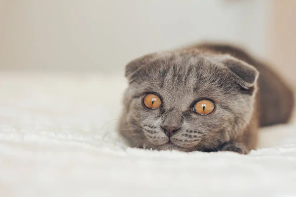 Scottishfold kitten hunting — Stock Photo, Image