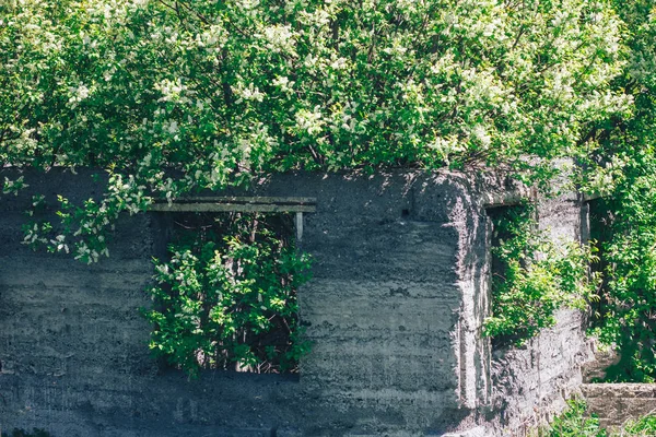 Apple tree growing in broken old house permitted