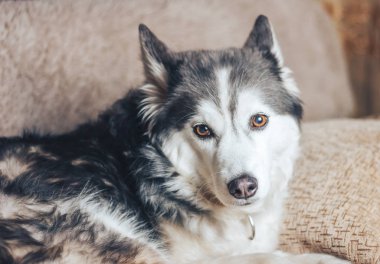 üzgün köpek koltukta yalan husky