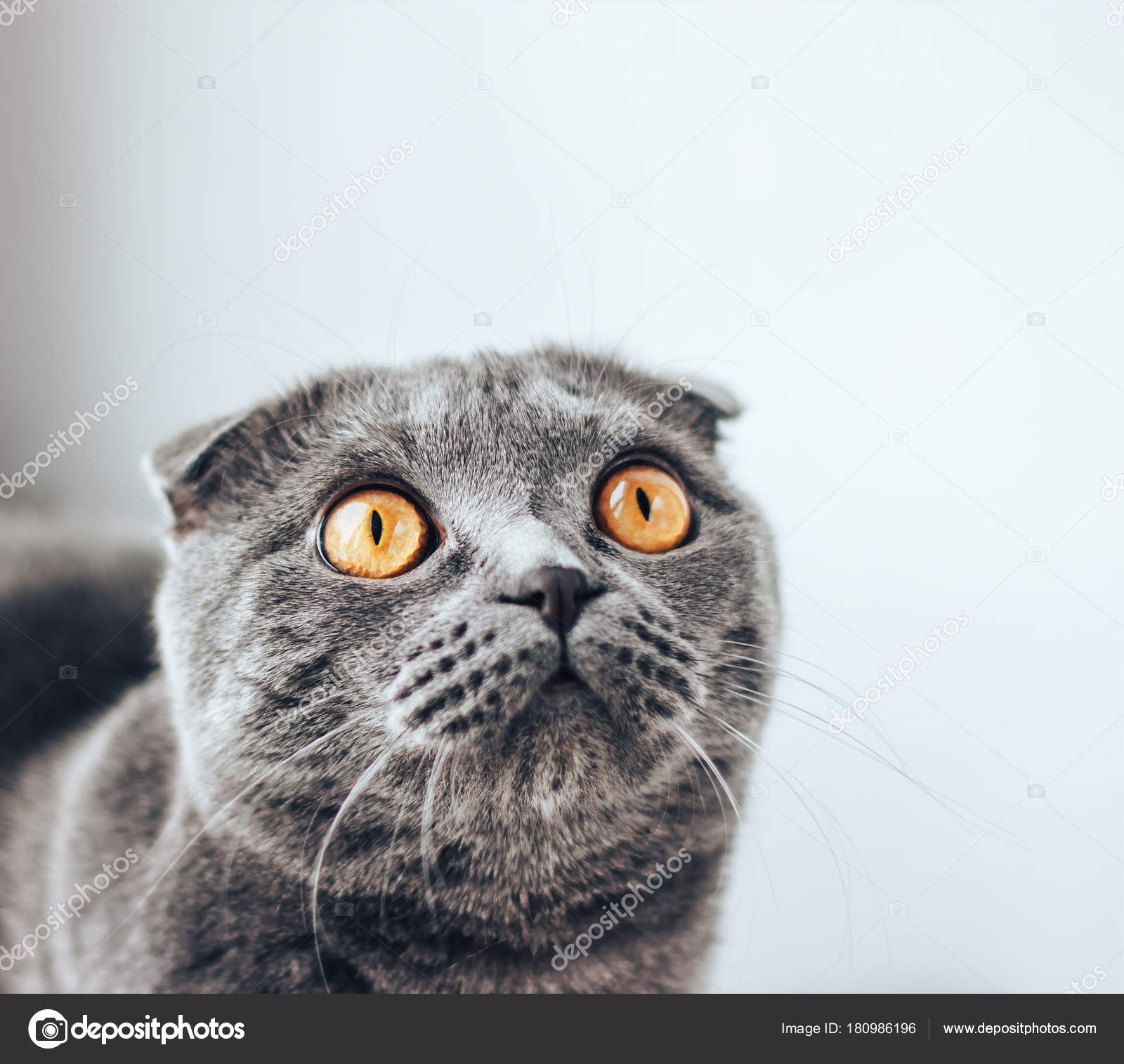 Scottish Fold Big Grey Cat Breed Gray Scottishfold Cat Sitting On