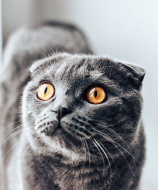 Yatak ve ararken, güneş penceresinden oturan gri scottishfold kedi