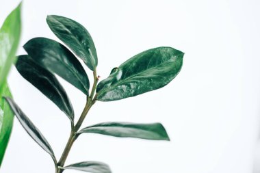 kapalı bitki Zamioculcas