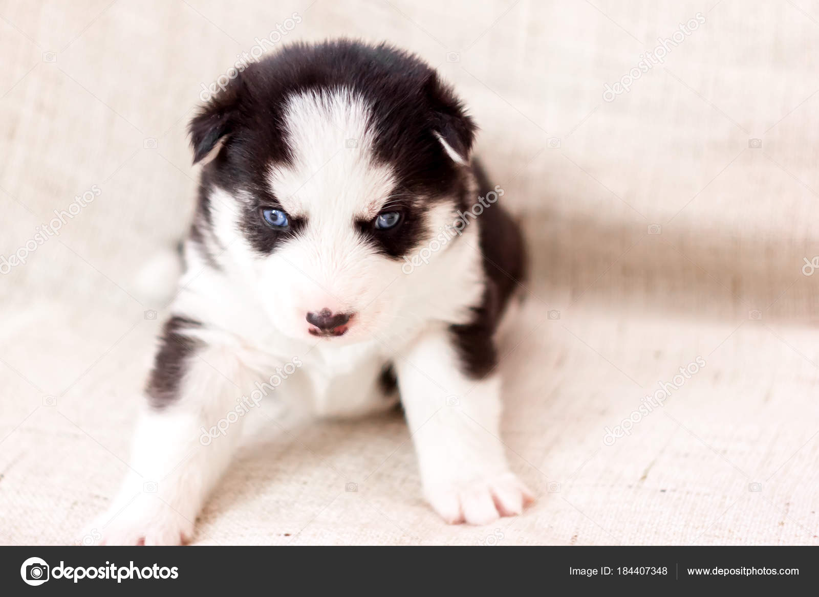 Chiot Mignon Siberian Husky Assis Sur Le Canapé à La Maison