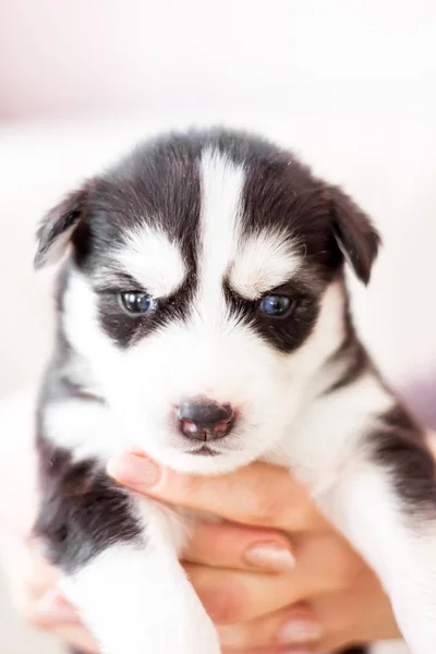 Lindo siberiano husky cachorro sentado en sofá en casa — Foto de Stock